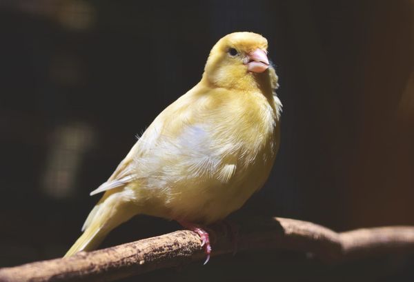 A small yellow canary perched on a wooden branch against a dark background