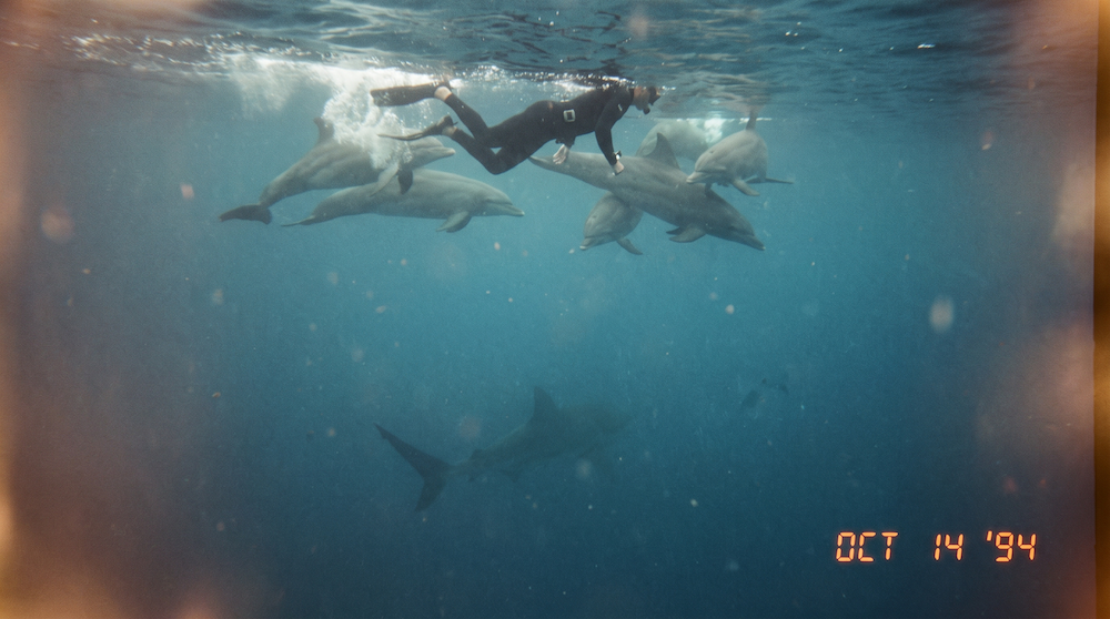 4 Times Sea Animals Shielded Humans From Sharks