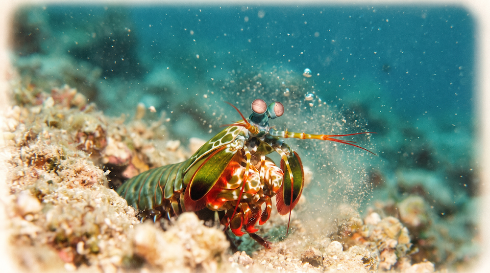 These Sea Creatures Have Abilities That Seem Impossible