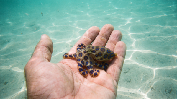 Sea Creatures That Are More Dangerous Than They Look