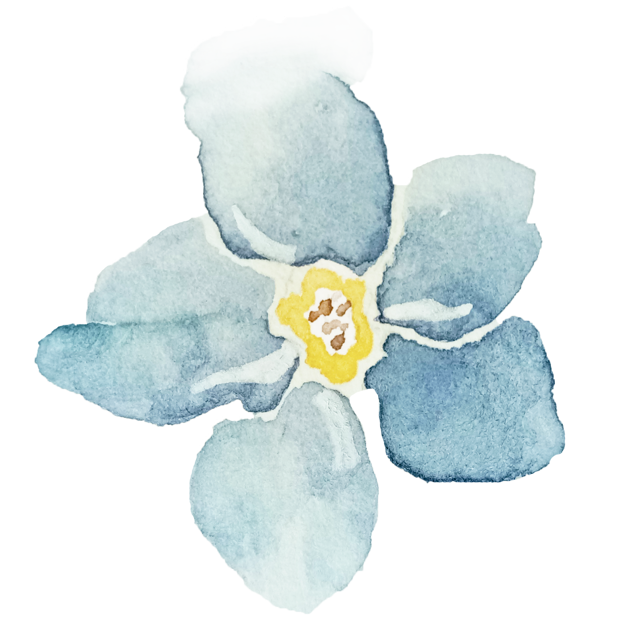 Forget-Me-Not Journal ✿ Le Myosotis