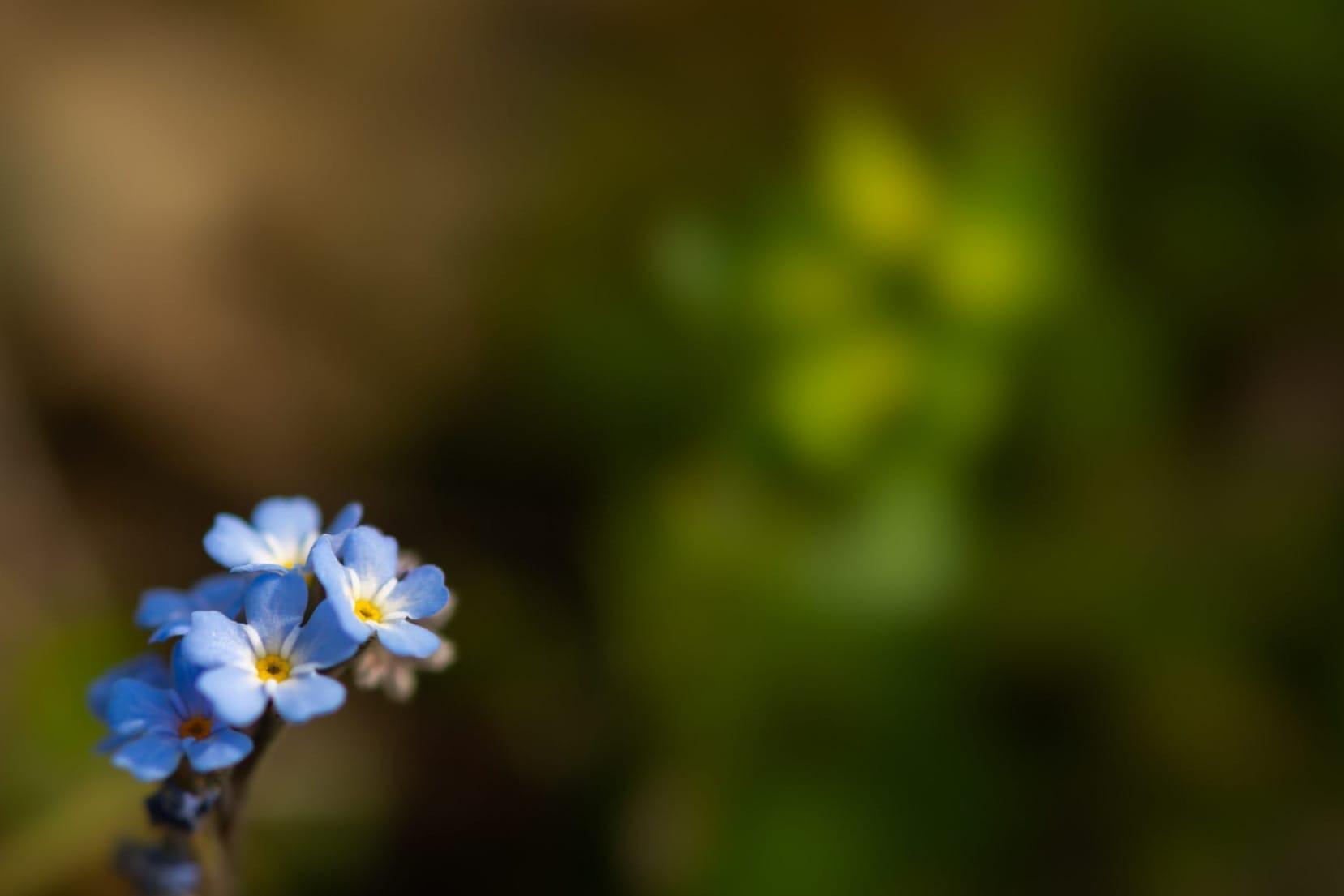 Forget-Me-Not Journal ✿ Le Myosotis