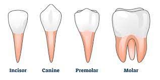 Types of Human Teeth