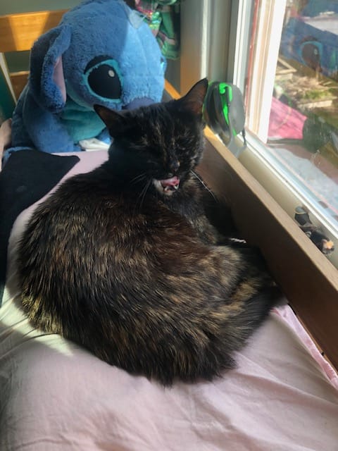 a tortoiseshell cat yawning by a window with Stitch plushie in background