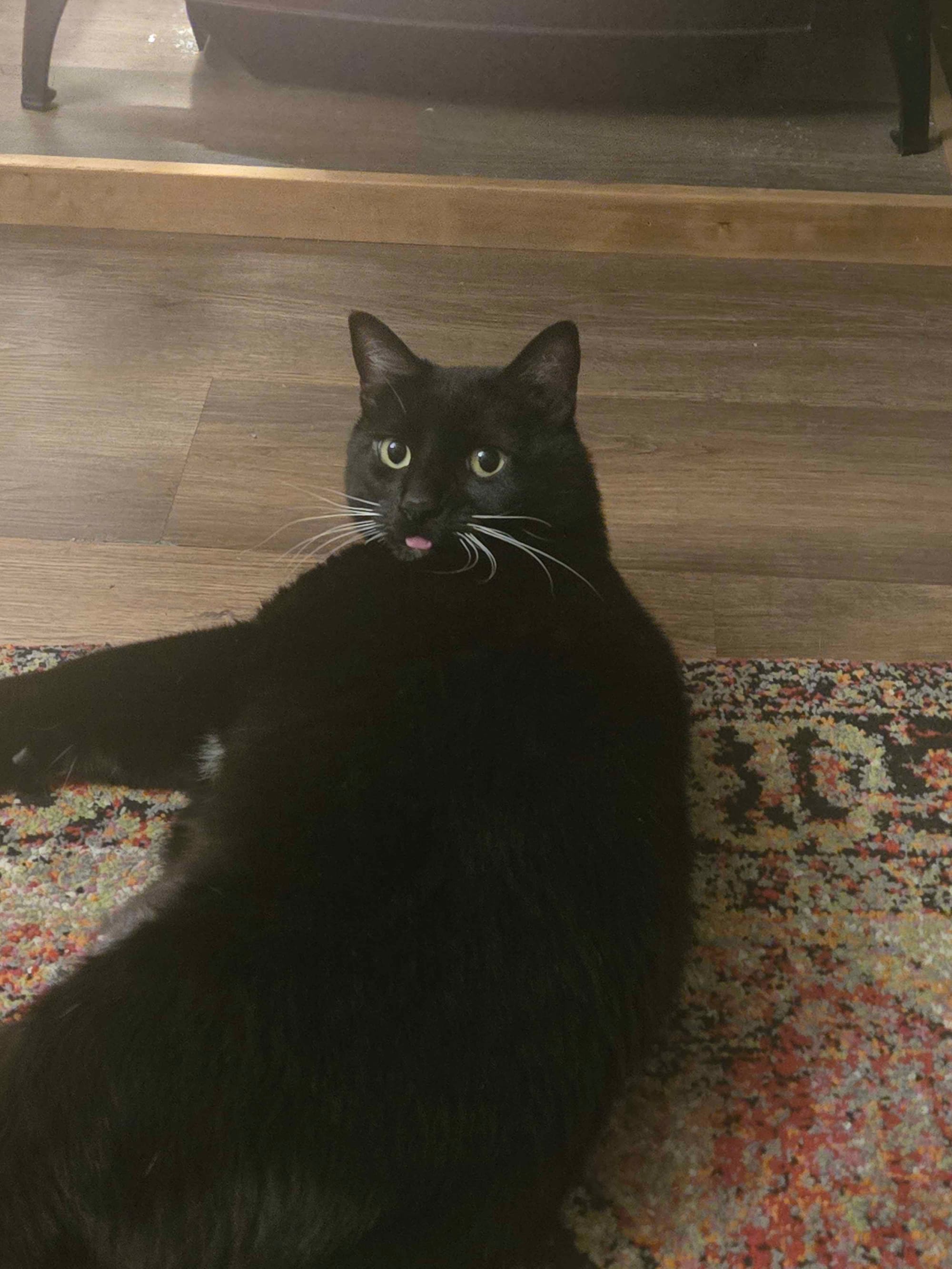 tuxedo cat laying on her side with her tongue sticking out