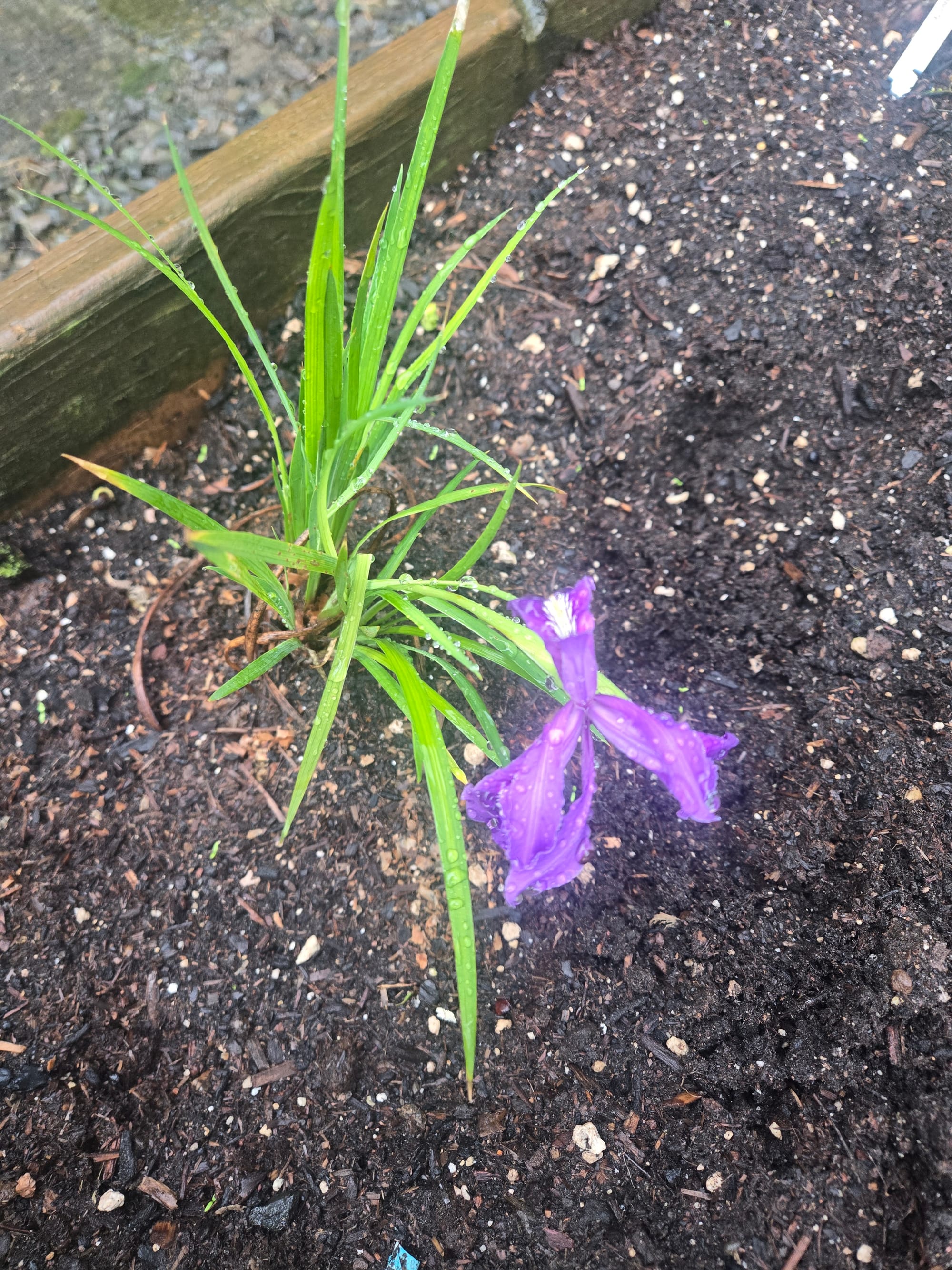 A purple blooming Oregon iris in a raised garden bed