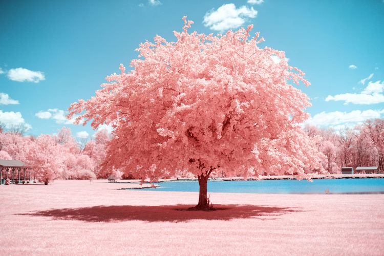 Pink cherry blossom tree in a meadow tinted pink with a blue sky and blue pond in the background.