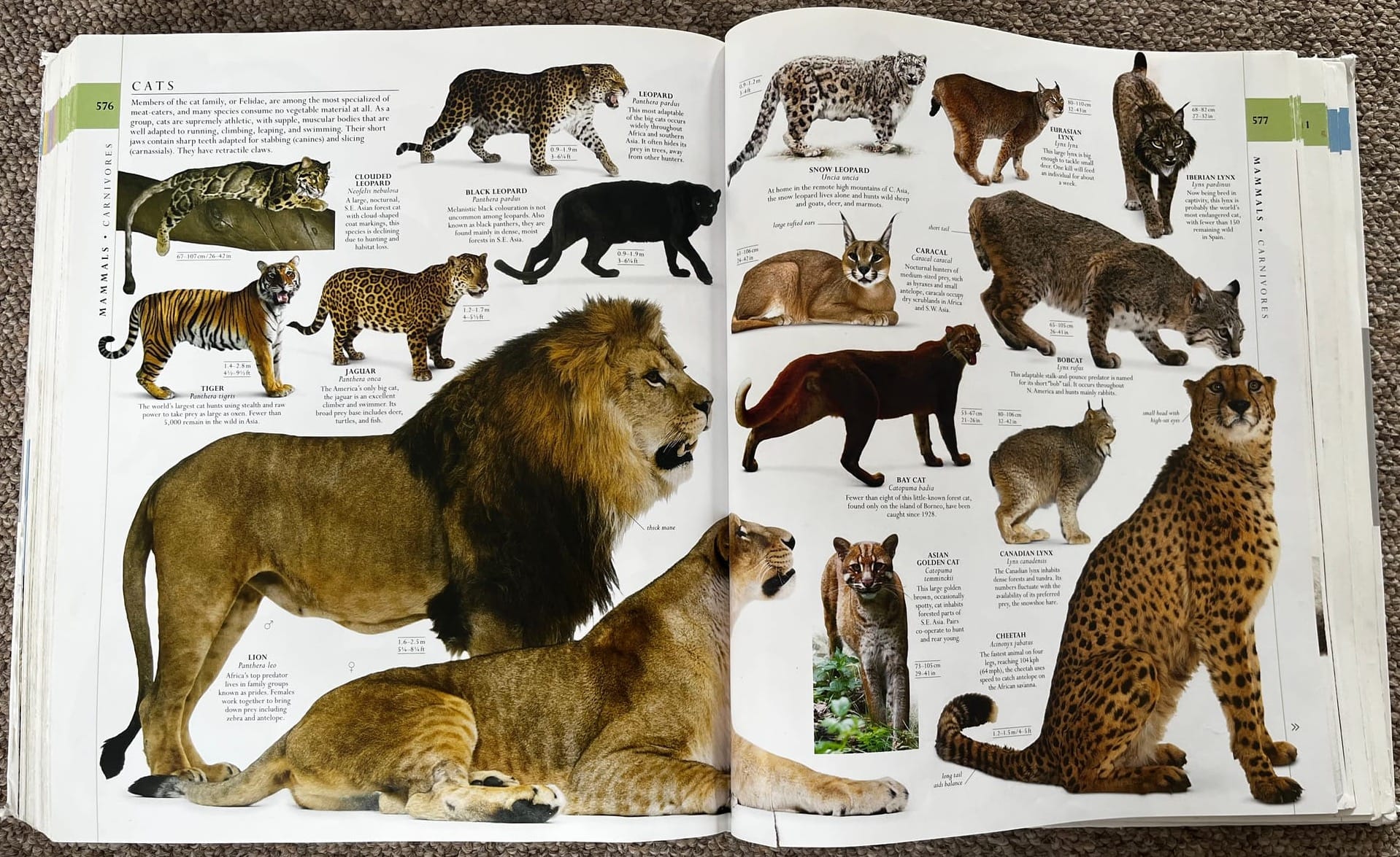 Image from The Natural History book showing wild cats