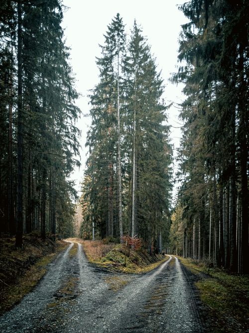 A pine forest with two paths leading separately off into the distance.