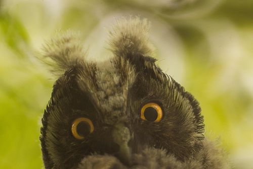 An owl with a shocked face