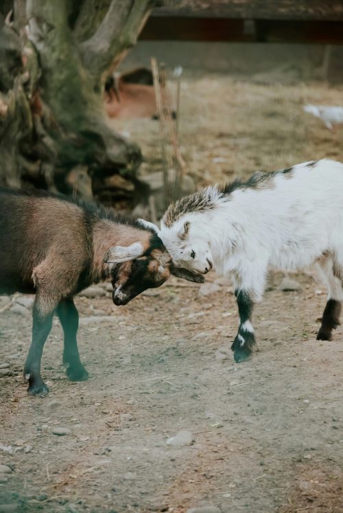 Two goats butting heads.