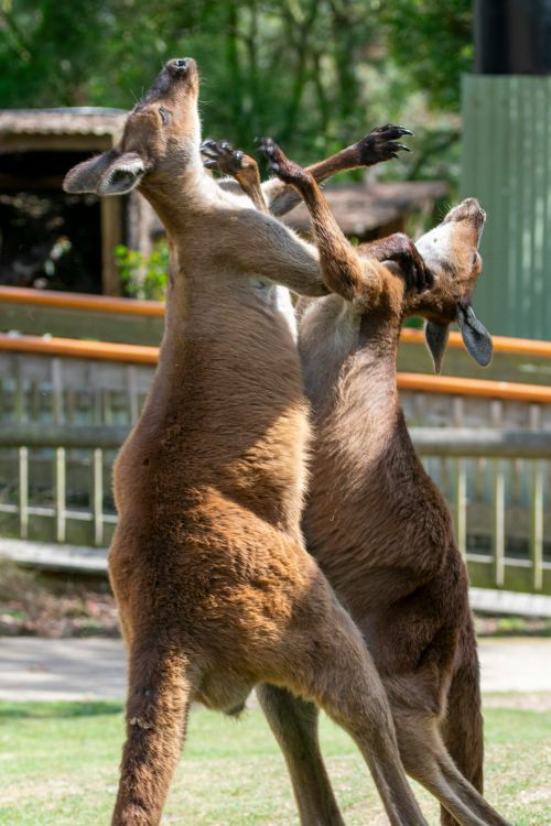 Two kangaroos having a fight.