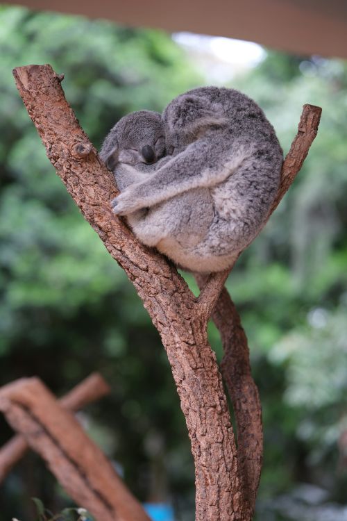 A koala asleep with its baby in a tree