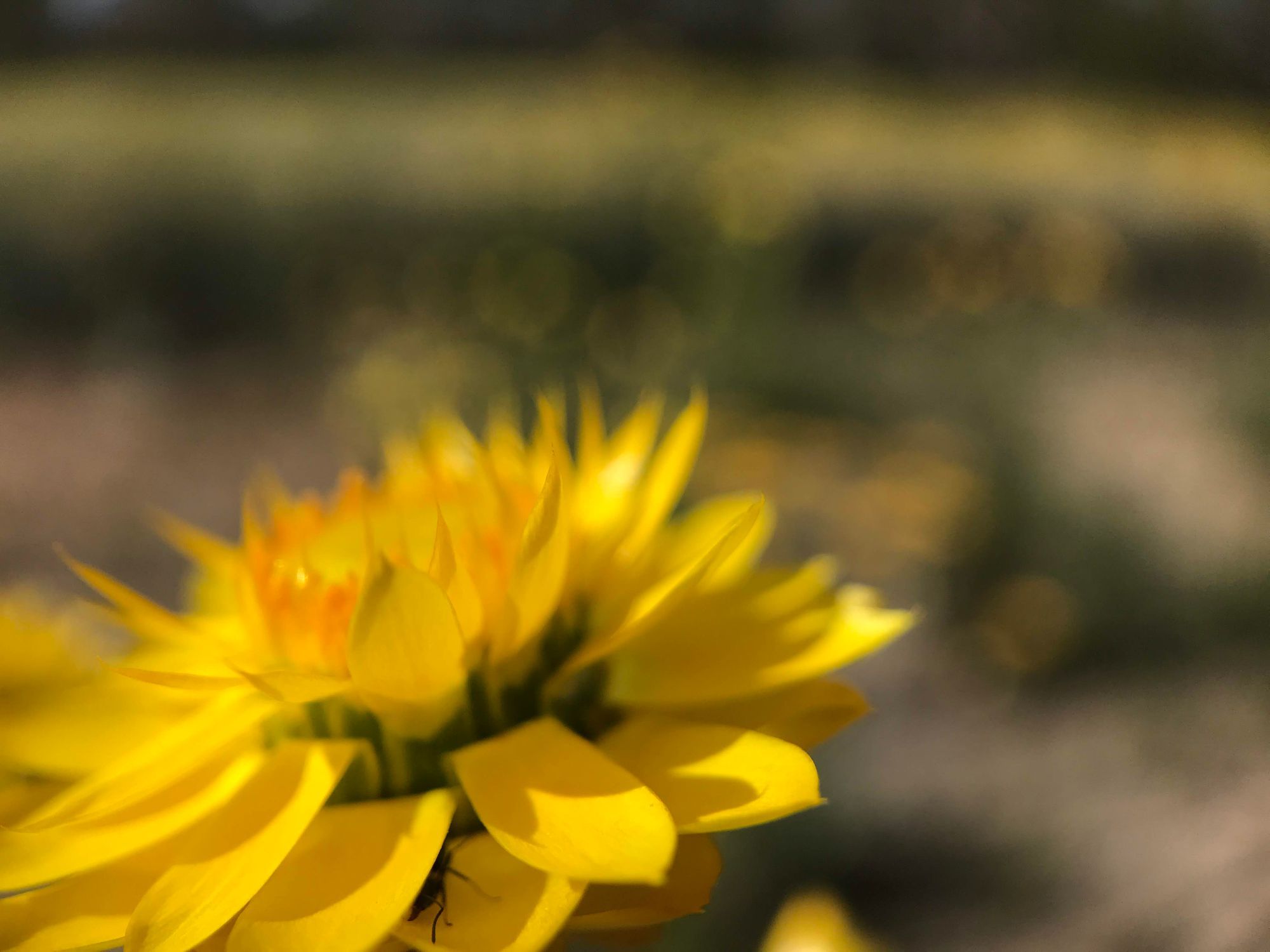 An Oasis on the Moon.