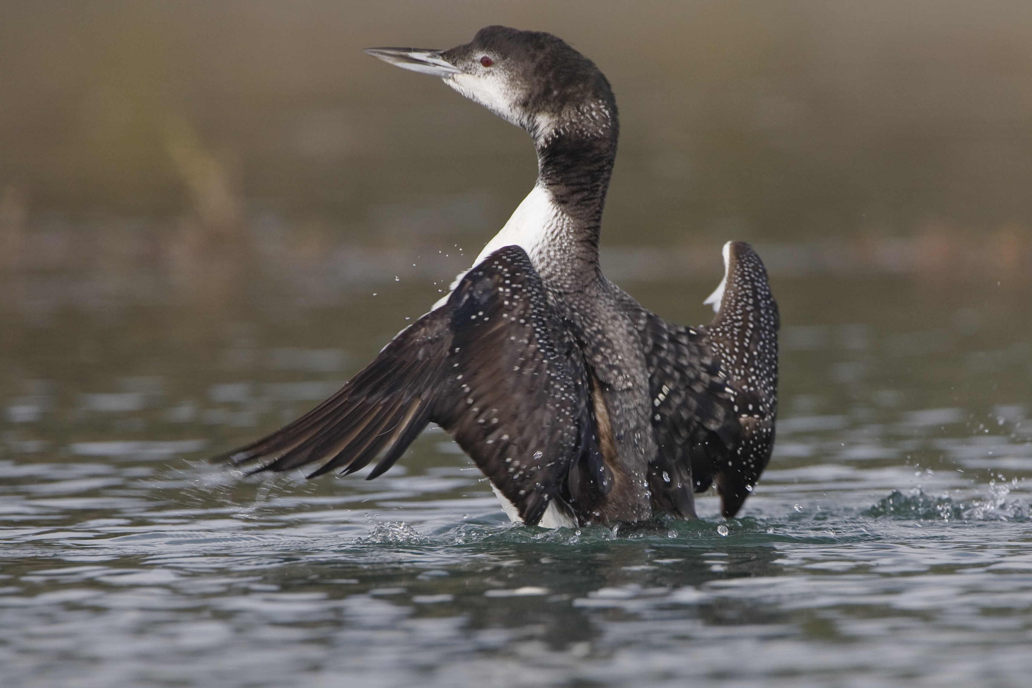Common_Loon_-Gavia_immer-_in_the_Morro_Bay