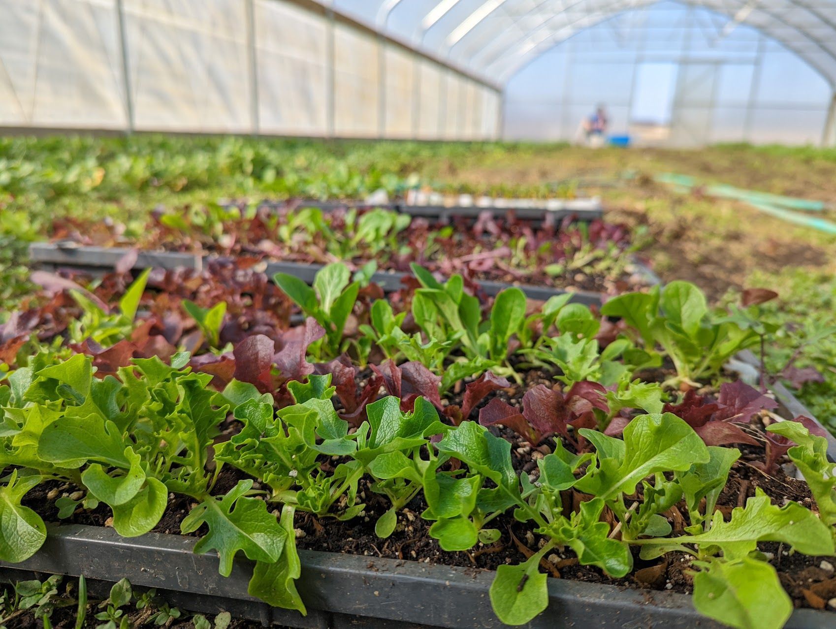 March: Resuscitation