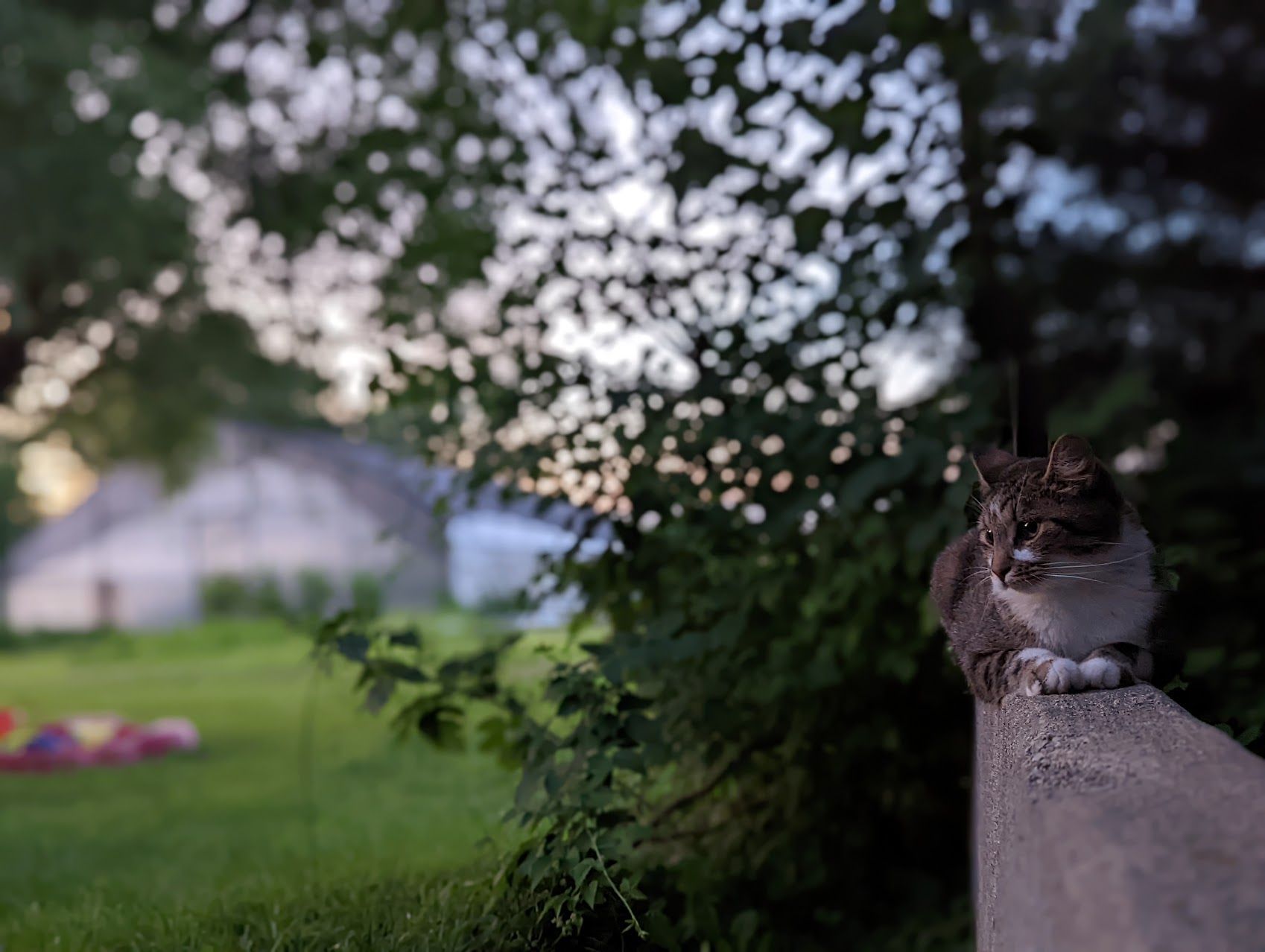 The Lion Heart of Small Business