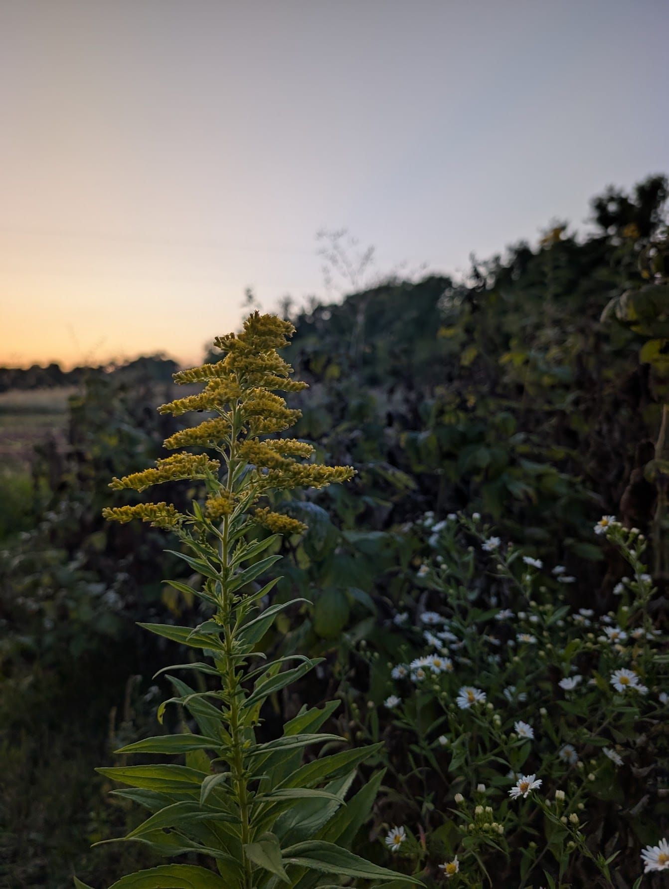 October- Land of Goldenrod