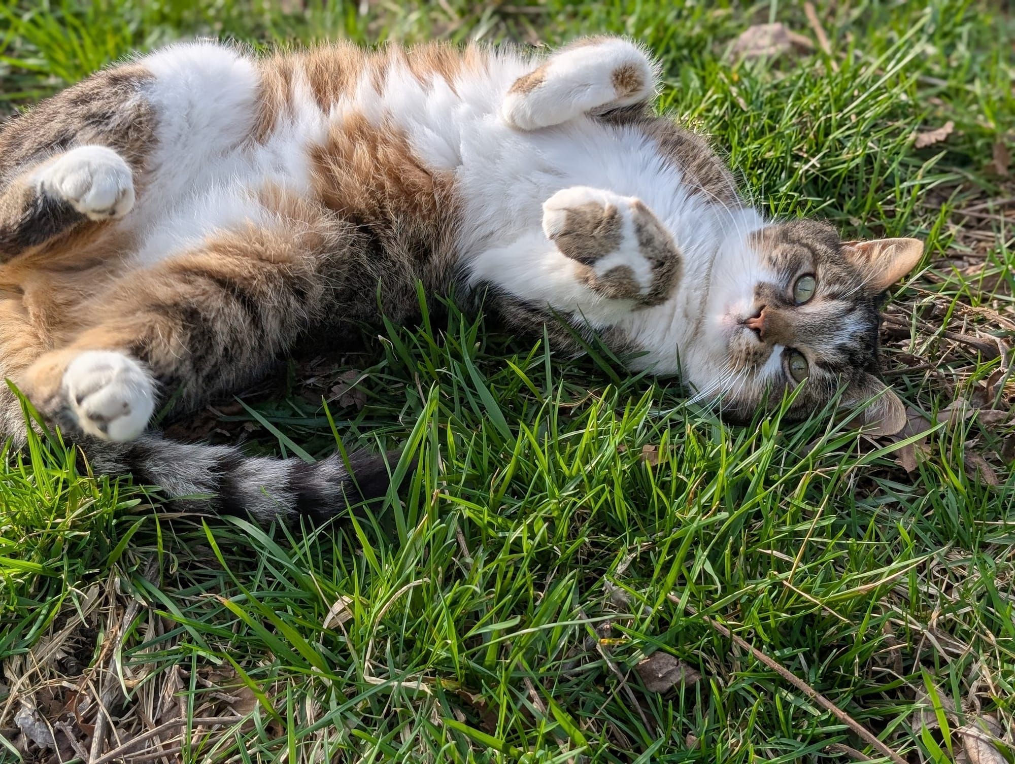 April-Domesticated LIfe