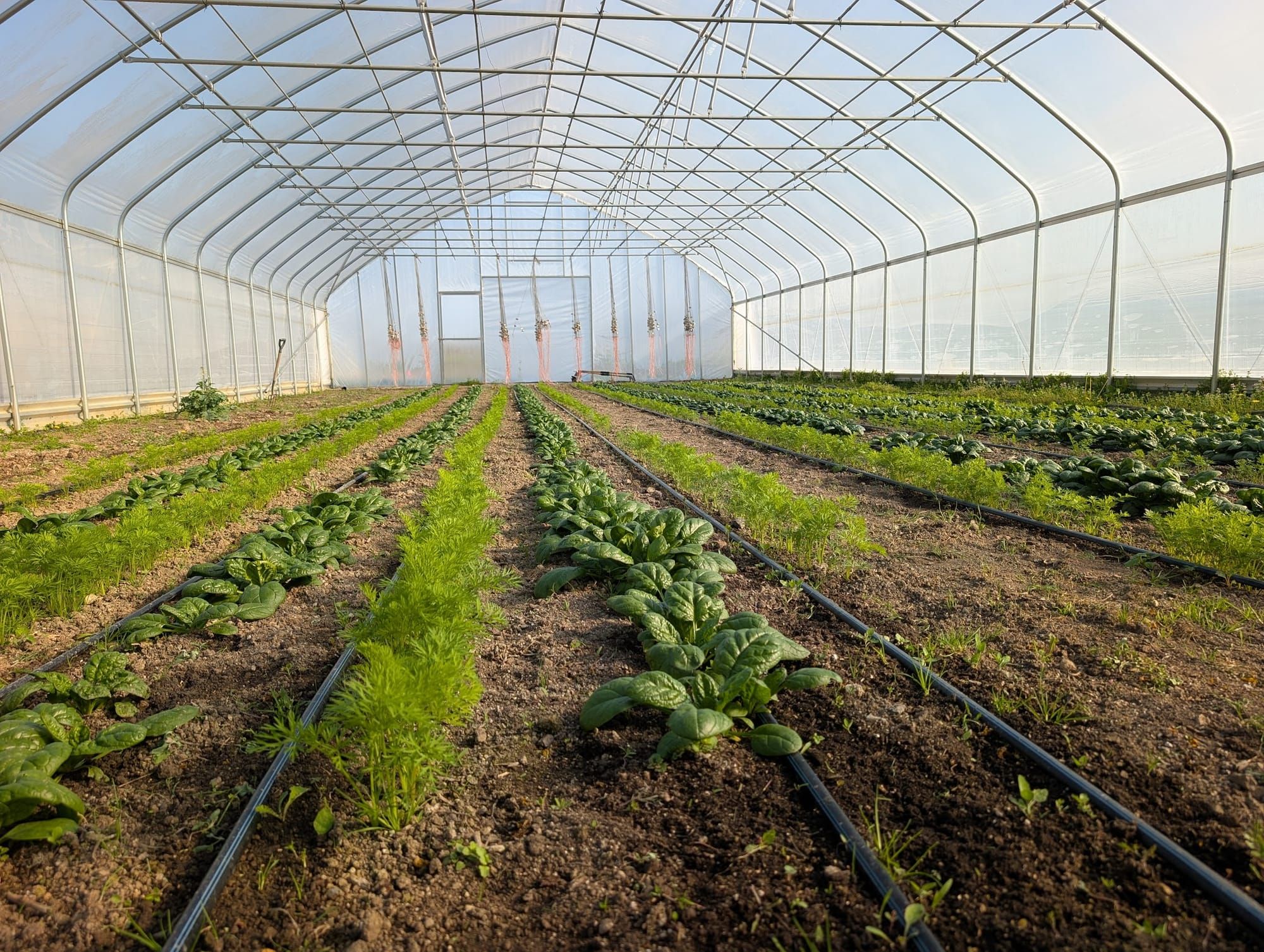 Robins in the Hoop House