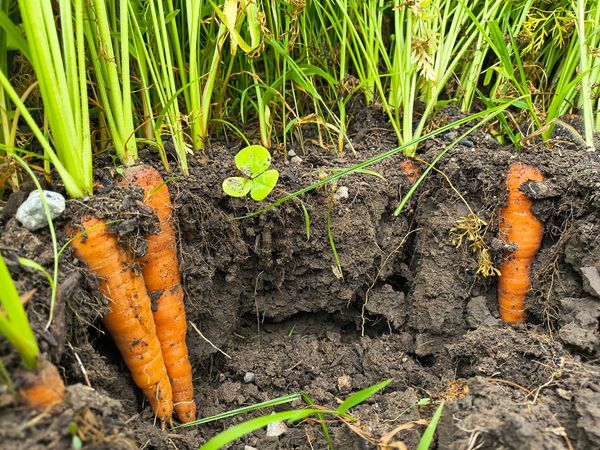 The Farm as a Microcosm