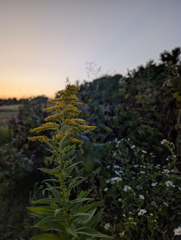 October- Land of Goldenrod