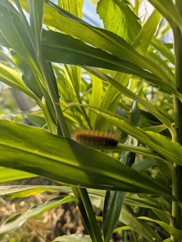 November-Take it from the Woolly Bears
