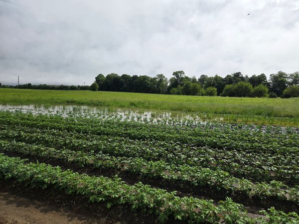 The Farmer Who Was Afraid of the Rain