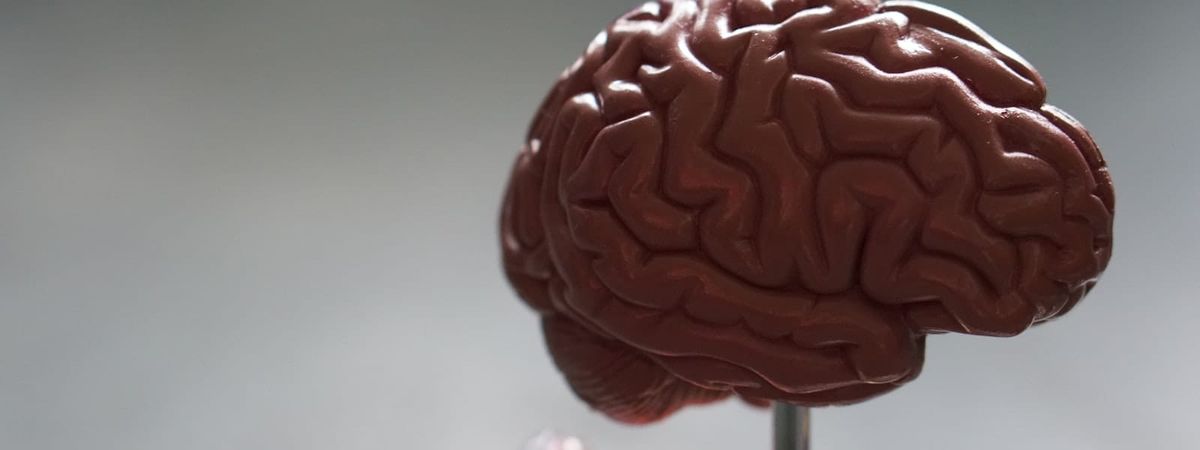 Semax Peptide: Benefits, Mechanism, and What the Research Shows