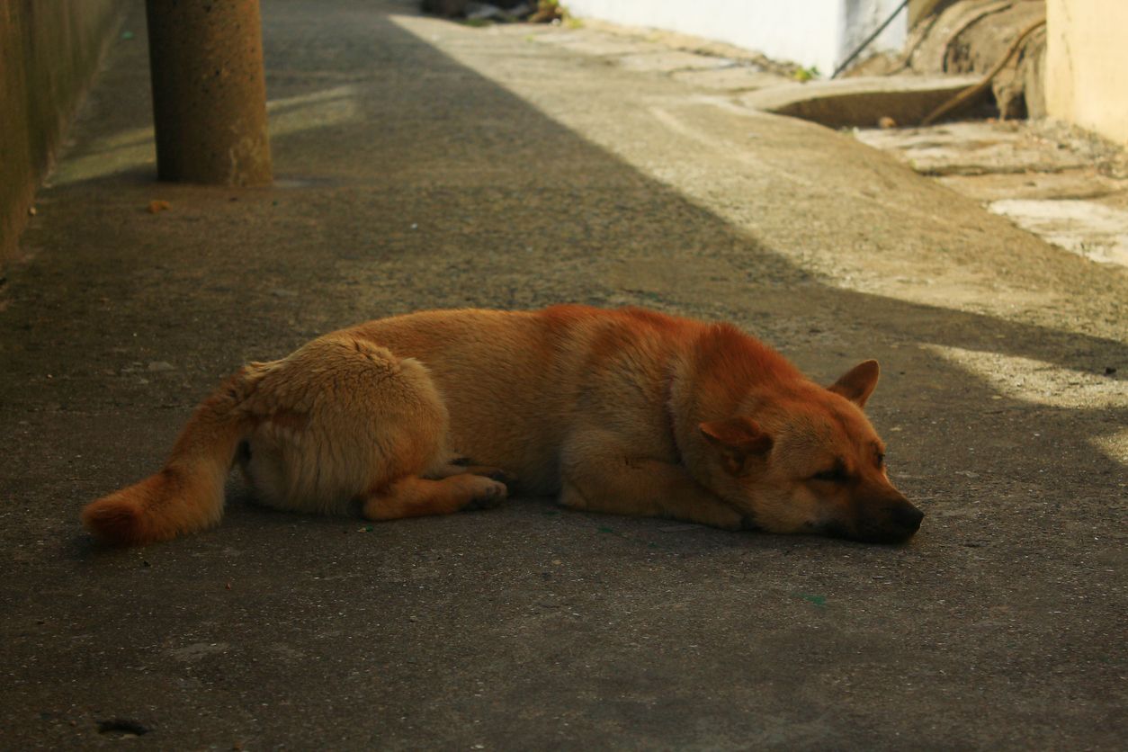 Banning Dog Meat