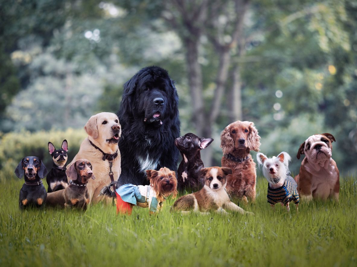 Which Dog Breed You Should Pick
