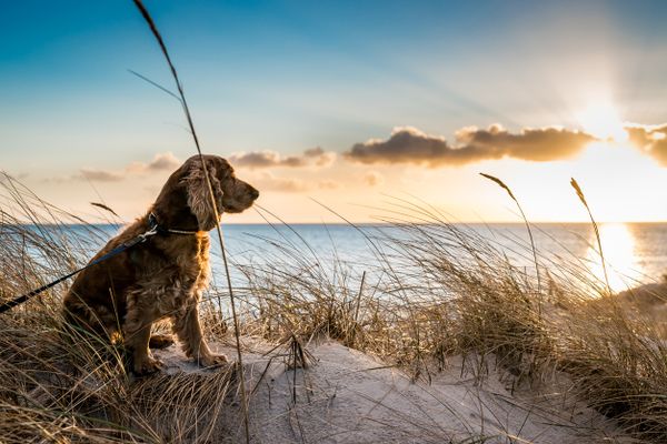 Beach Dog