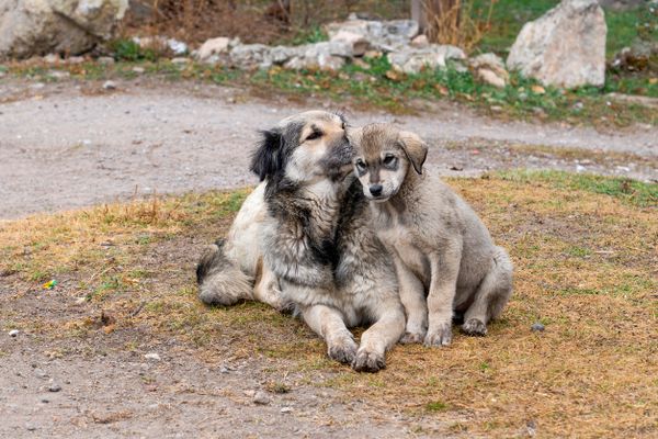 Dogs Have a Secret Language
