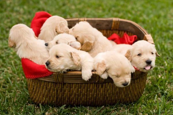 Friendliest Dog Breeds