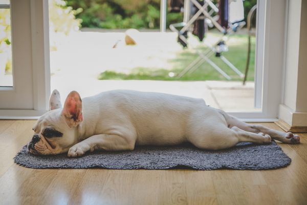 Make Sure Your Dog Isn't Lazy