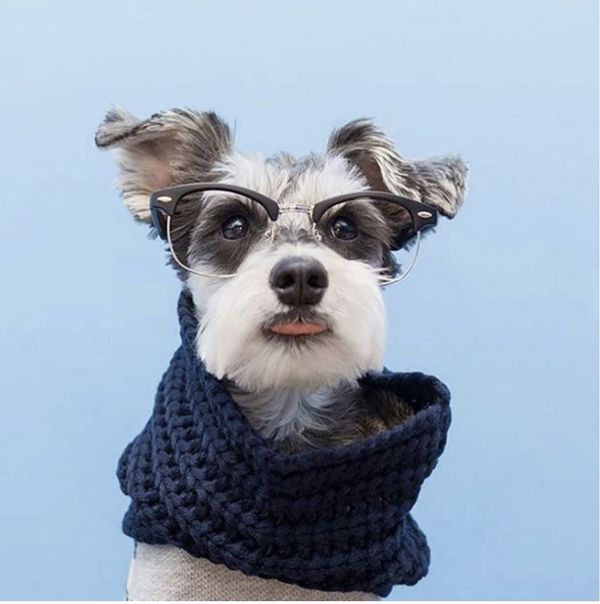 Keep Your Dog Warm