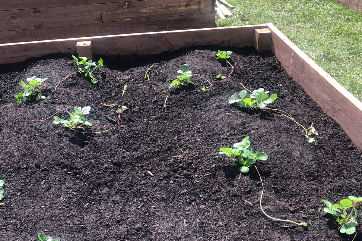 "Sure seems your strawberries are ready."