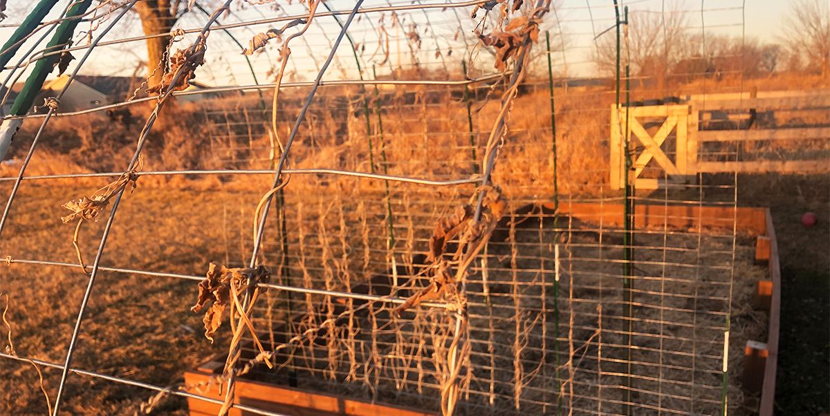 Pull Back the Old Vines