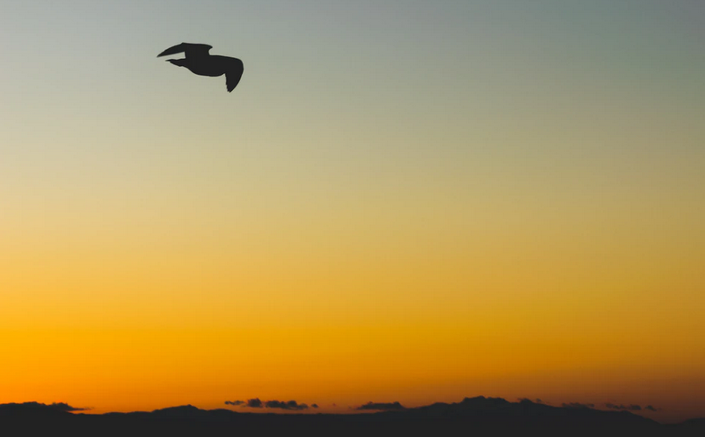 The Shadow Is Not Sin.