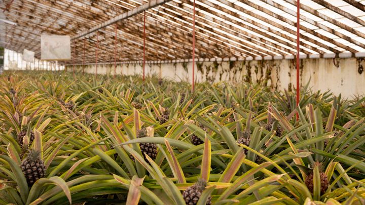 Photograph of rows of pineapple plants growing inside a whitewashed greenhouse.