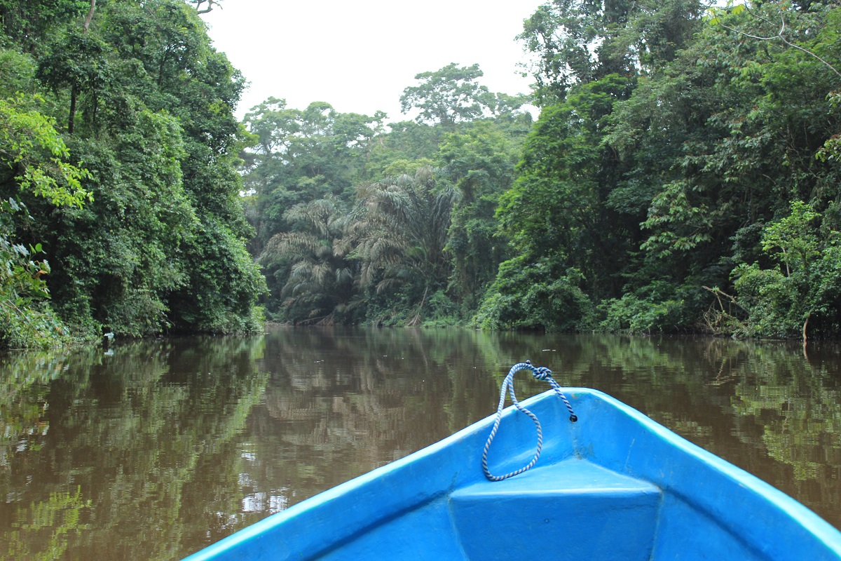 Tortuguero Giungla