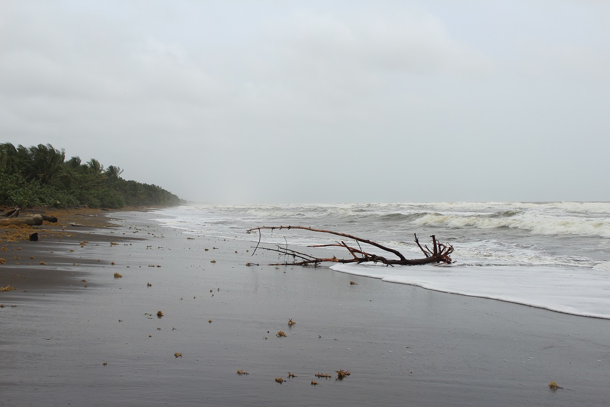 Tortuguero