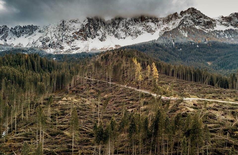 Gli anelli degli alberi