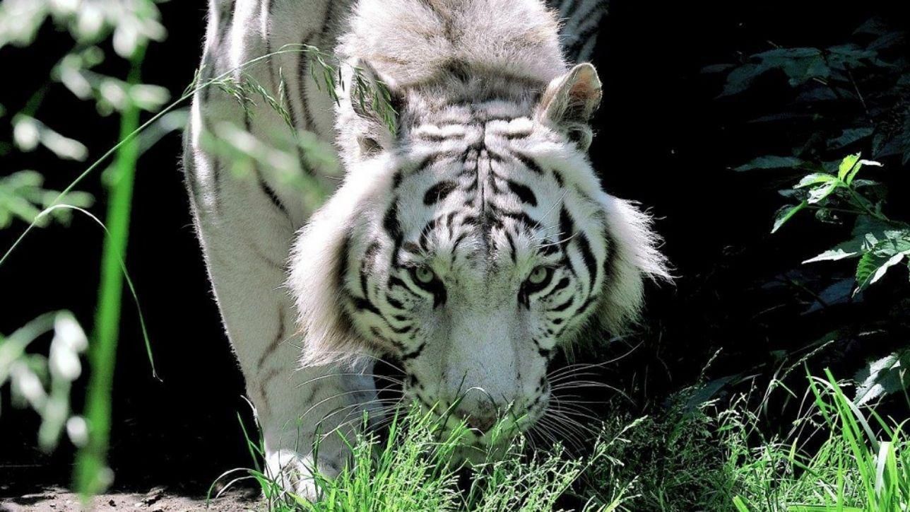 Le tigri di montagna