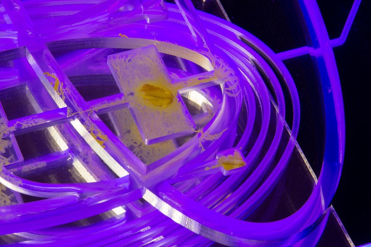 "You say I do not exist" su Not