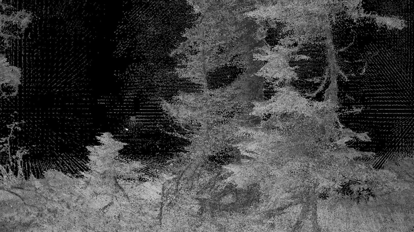 Una foresta, elaborata digitalmente. Promenade, di Davide Quayola.