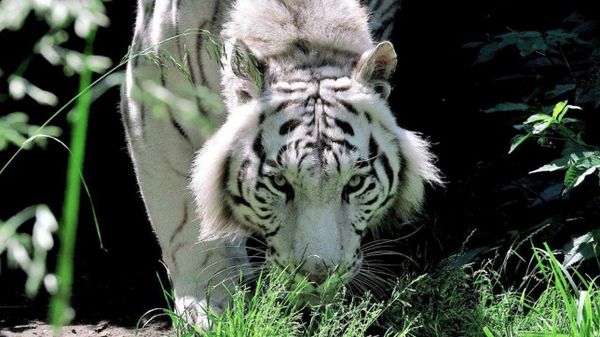 Le tigri di montagna