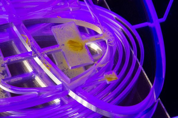 "You say I do not exist" su Not