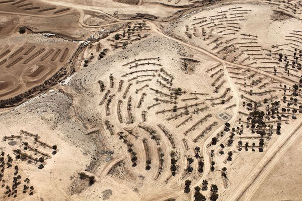 Il deserto fiorito. Fotografia di Fazal Sheikh, intitolata Desert Bloom.