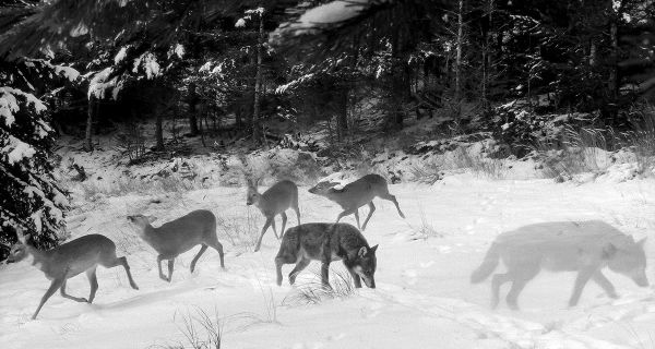 Lupi e cervi in un bosco innevato.